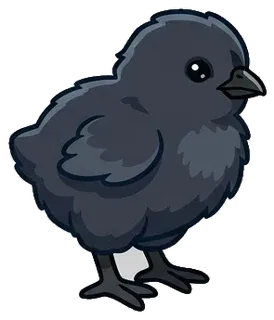 Gà con Gà con Ayam Cemani