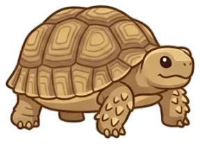 Rùa Rùa Sulcata