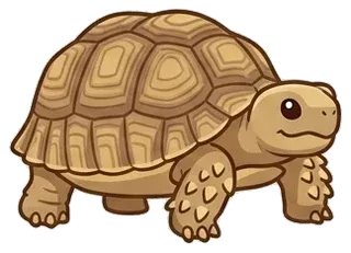 Rùa Sulcata